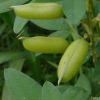 Crotalaria micans Link